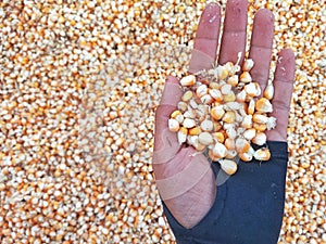 Hand Holding A Bunch of Fresh Red Maize or Corn Cob During Harvest Season. The Farmers Dry the Corns Then Fry Them Into Popcorn