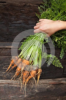 Hand holding a bunch of freshly dug carrots