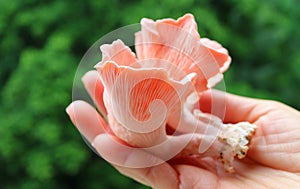 Hand Holding Bunch of Freshly Harvested Beautiful Pink Oyster Mushrooms