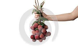 Hand holding a bunch of lychees on white isolate background