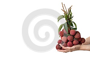 Hand holding a bunch of lychees on white isolate background