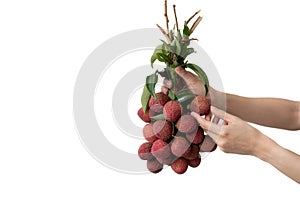 Hand holding a bunch of lychees on white isolate background
