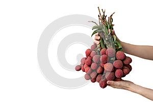 Hand holding a bunch of lychees on white isolate background
