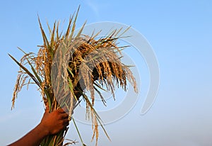 Hand holding a bunch of newly harvested paddy