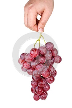 Hand holding bunch of pink grapes