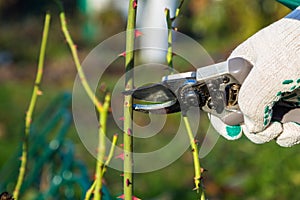 Hand holding bypass pruning secateur for cutting roses