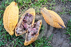 Hand holding cacao fruit with rotten, moldy beans. Cacao farming pest and disease.