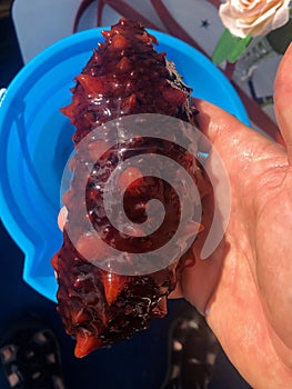 A hand holding a California sea cucumber, also known as the giant California sea cucumber