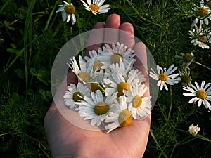 hand holding camomile