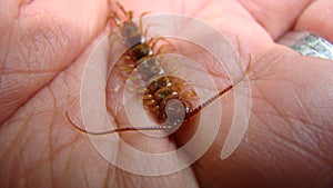 A hand holding a centipede Centipede on a white background. Centipede | Close up  Super macro centipede. Insect, insects, animal,