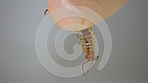 A hand holding a centipede Centipede on a white background. Centipede | Close up  Super macro centipede. Insect, insects, animal,