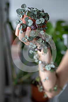 Hand holding Ceropegia Woodii houseplant with long heart shaped leaves in terracotta pot closeup