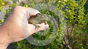 Hand holding a chameleon