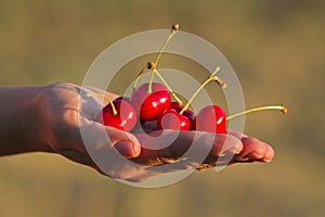 Hand holding cherries