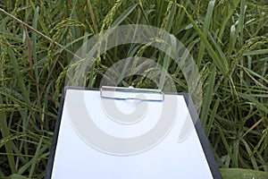 Hand holding clipboard with blank paper document, report checking rice growth