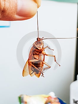 Hand holding a cockroach by the antenna. Concept sign symbols for disease and cockroach danger in home