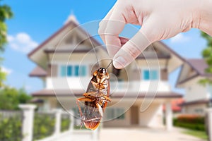 Hand holding Cockroach on house background, eliminate cockroach in house,Cockroaches carriers of disease
