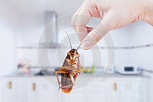 Hand holding Cockroach on kitchen background, eliminate cockroach in kitchen,Cockroaches as carriers of disease