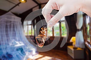Hand holding cockroach at room in house background, eliminate cockroach in room house, Cockroaches as carriers of disease