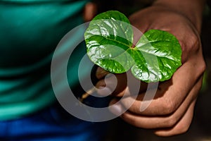 Hand holding coffee plant seedling