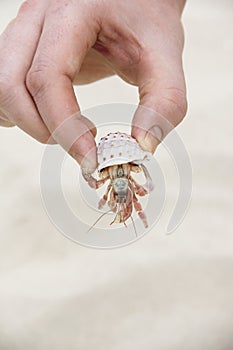 Hand holding crab