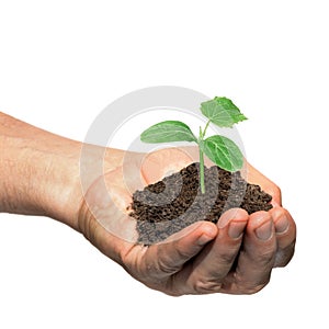 Hand holding cucumber seedling