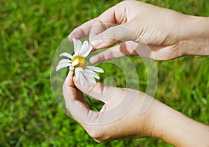 Hand holding daisy