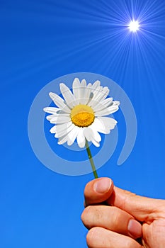 Hand holding a daisy