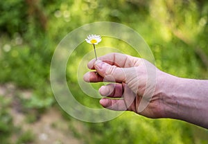 Hand holding a daisy flower