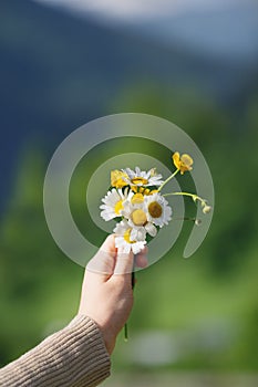 Hand holding daisy flowers