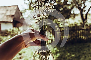 Hand holding daisy flowers in glass vase in sunlight near rustic