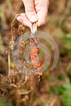 Hand holding damaged carrot by illnesses