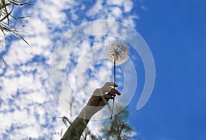 Hand holding dandelion. Blue sky and clouds on background.
