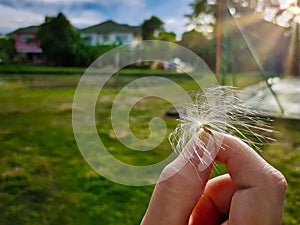 Hand Holding Dandelion Seed Against Blurred Green Grass Field