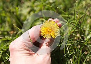 Hand Holding Dandylion