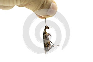 Hand holding a dead cockroach on white background