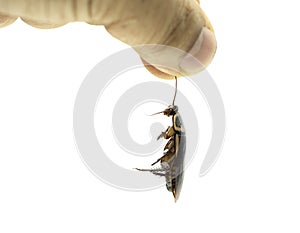 Hand holding a dead cockroach on white background