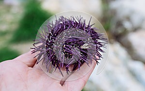 Dead edible sea urchin with purple spikes