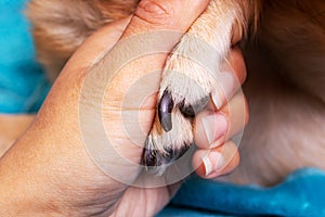 Hand holding a dog`s paw on blue background