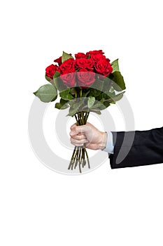 A hand holding a dozen red roses on white