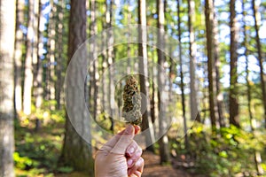 Hand holding dried cannabis flower against forest trail background