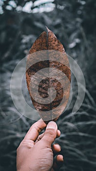 The hand holding the dry leaf from the wild