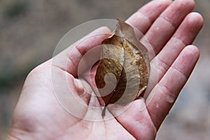 Hand holding dry leaf