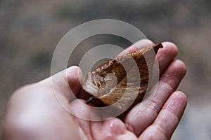 Hand holding dry leaf