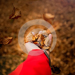 Hand holding dry leaves