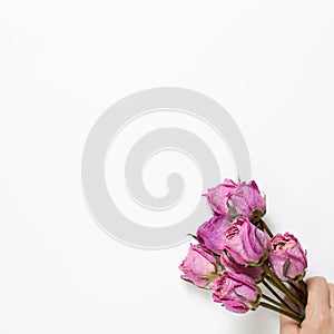 Hand of holding dry rose flowers on white background