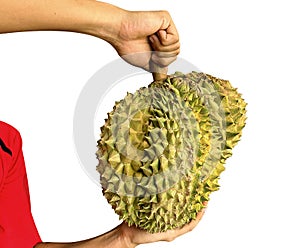 Hand holding of durian isolated from white background. Durians is the king of fruits, asian fruit of tropical