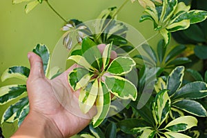 Hand holding dwarf umbrella tree leaves in the backyard