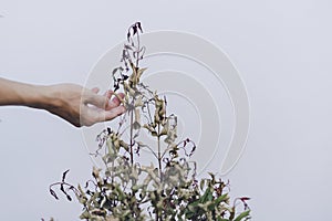 Hand is holding on a dying tree.