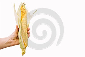 Hand holding ear of corn isolated on a white background